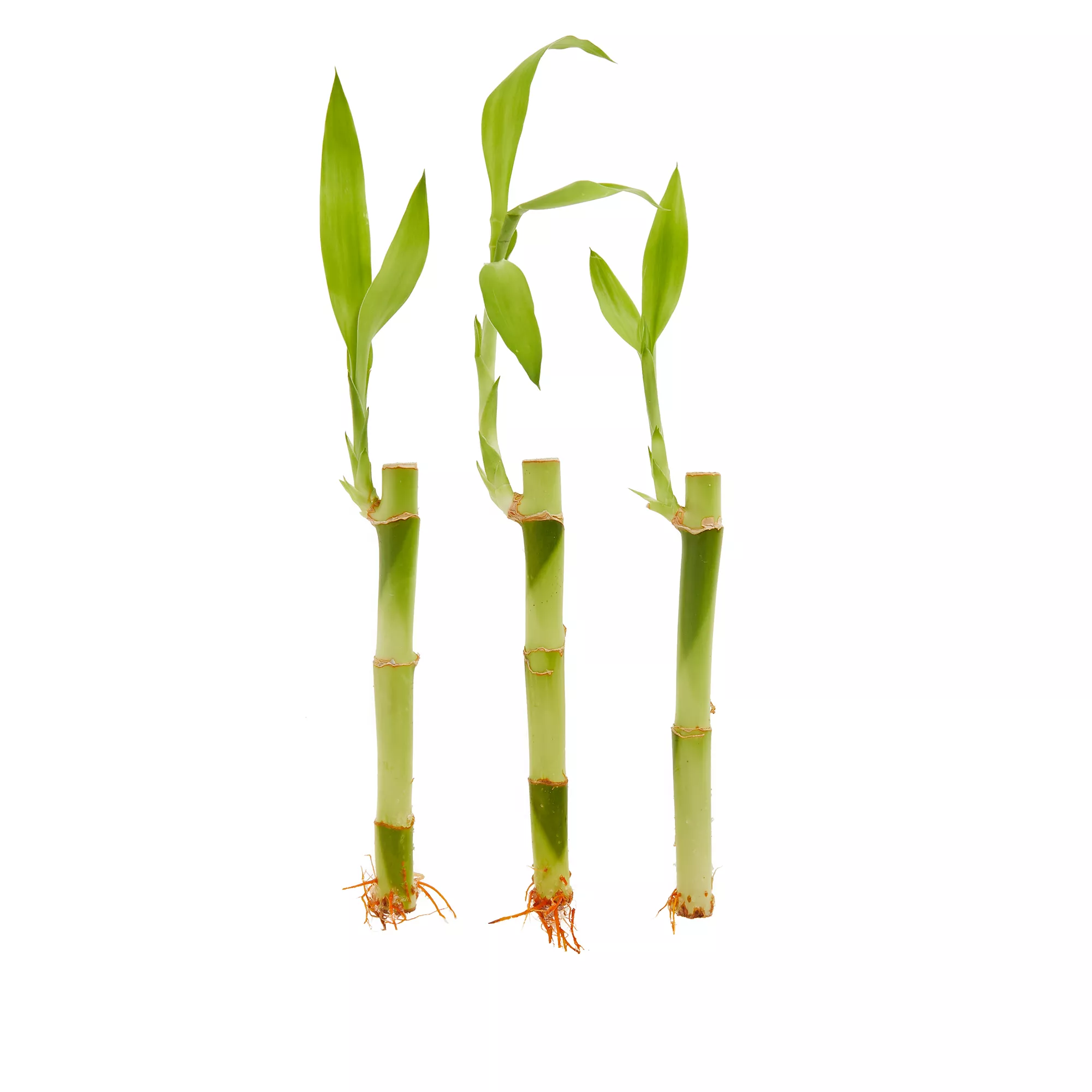 Top Fin® Lucky Bamboo Semi-Aquatic Live Plant