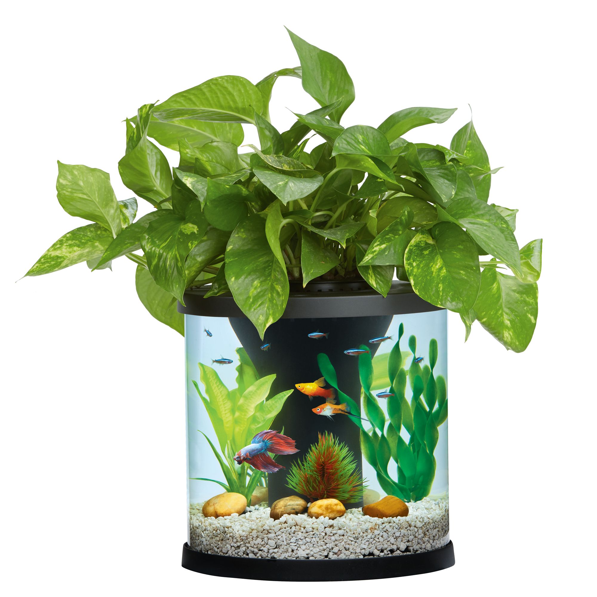 fish tank with plants on top