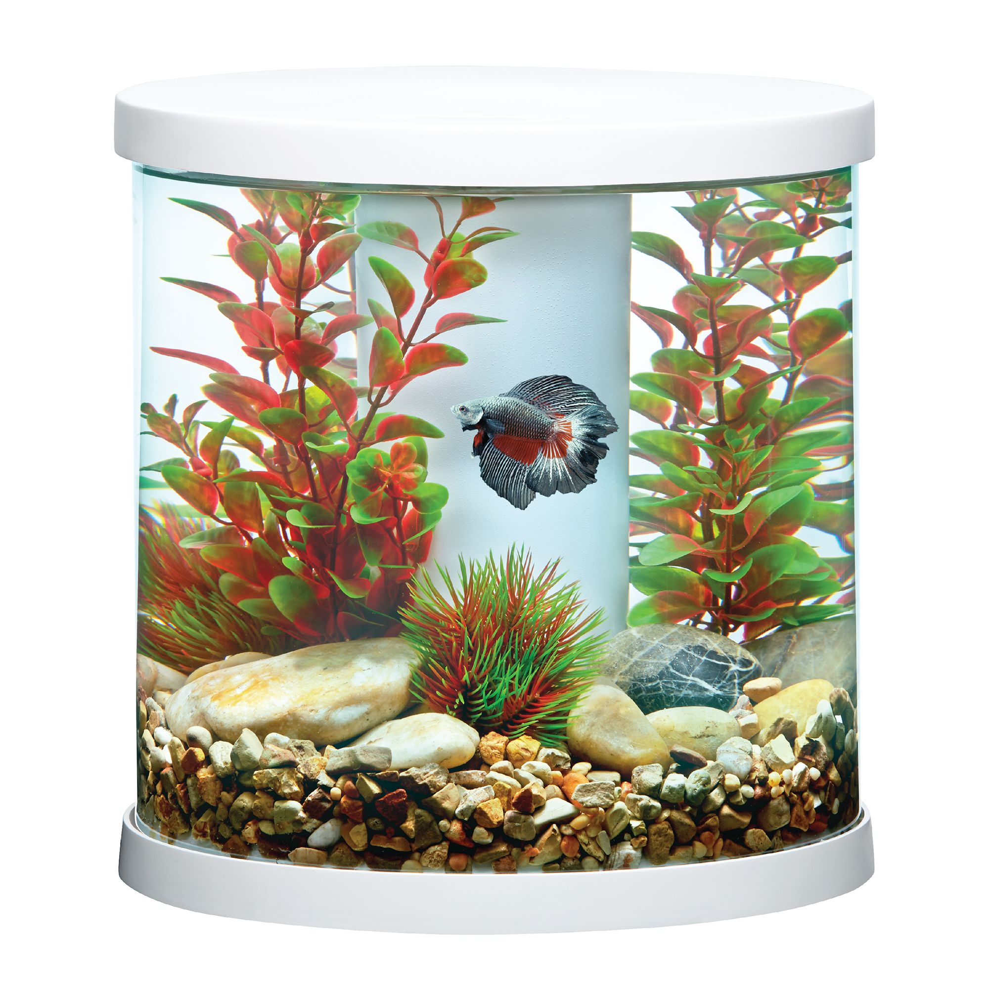 petsmart 3 gallon tank