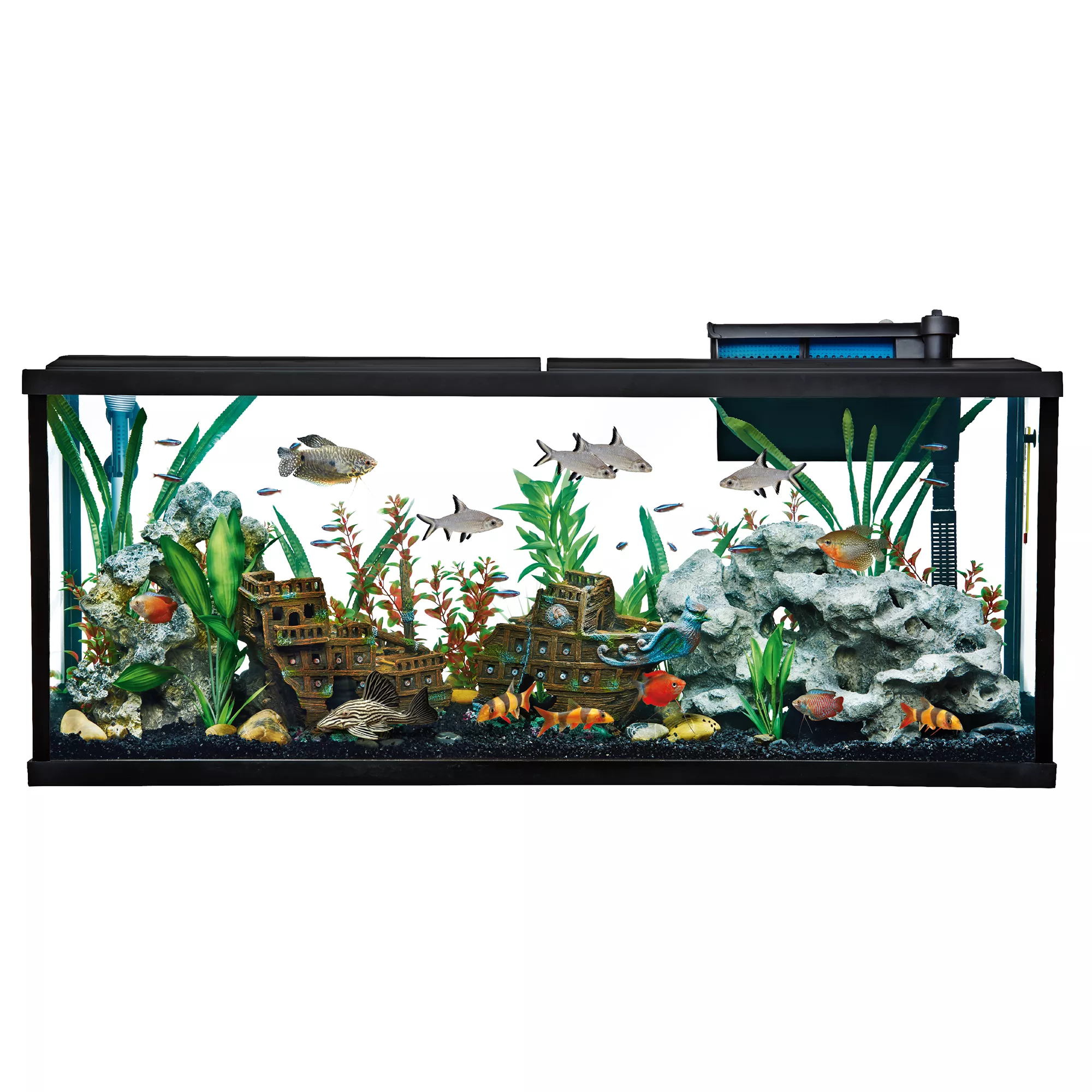 Fish Store Live Pet Fish Supplies Products Tank Accessories PetSmart