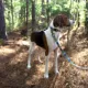 Product Pendleton National Park Rocky Mountain Hiker Dog Leash