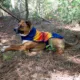 Product Pendleton National Park Grand Canyon Pet Coat