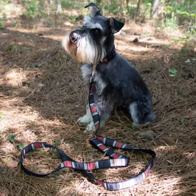 Product Pendleton National Park Acadia Dog Collar