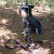 Product Pendleton National Park Acadia Dog Collar