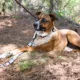 Product Pendleton National Park Glacier Park Hiker Dog Collar