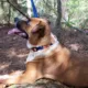 Product Pendleton National Park Grand Canyon Hiker Dog Collar