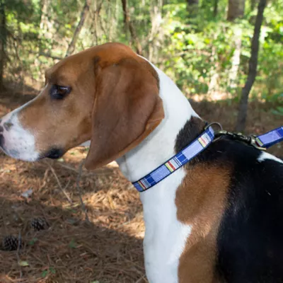 Product Pendleton National Park Yosemite Hiker Dog Collar