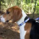 Product Pendleton National Park Yosemite Hiker Dog Collar