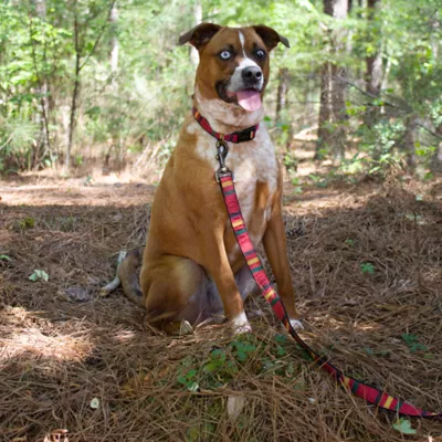 Product Pendleton National Park Mount Rainier Dog Collar