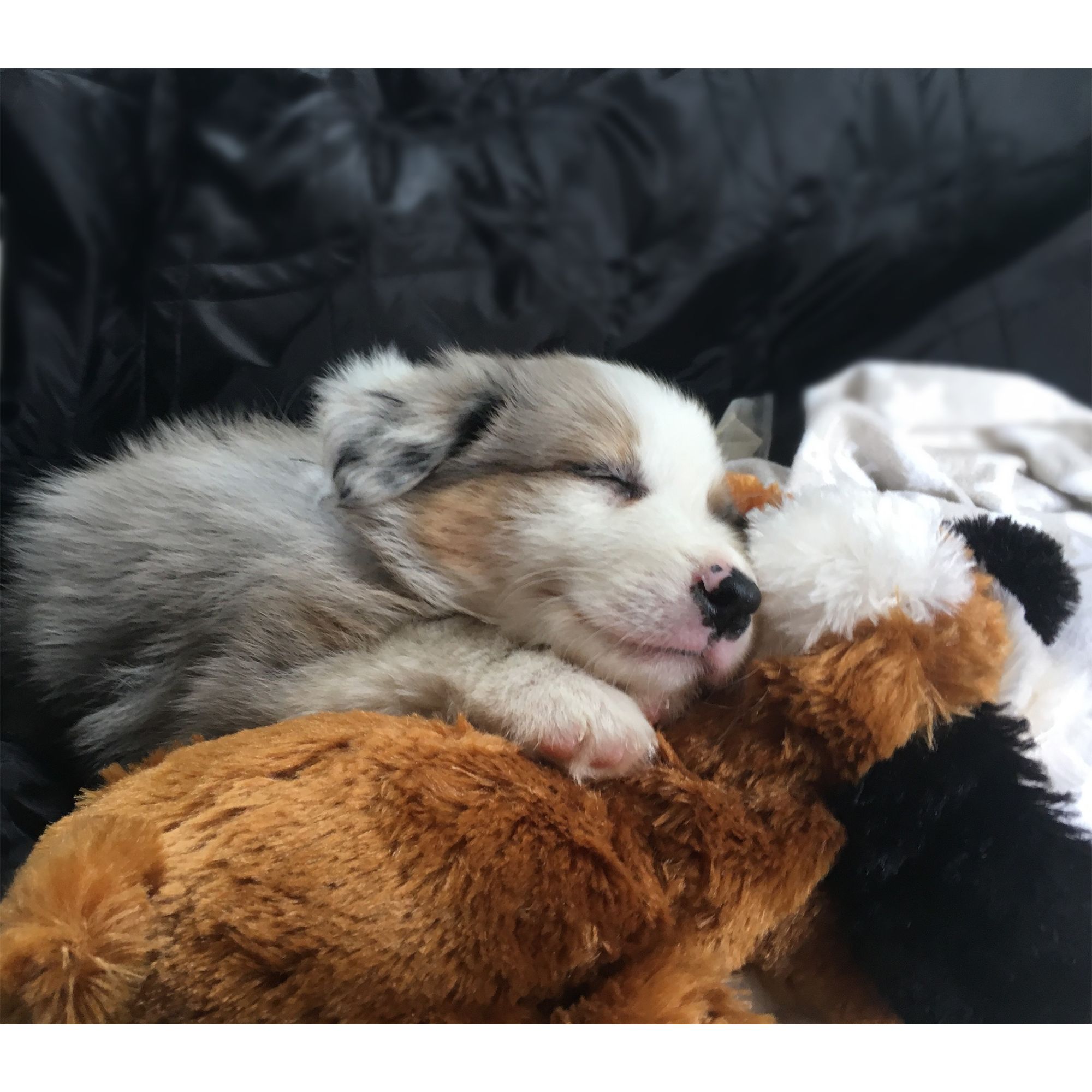 stuffed dog with heartbeat for puppies