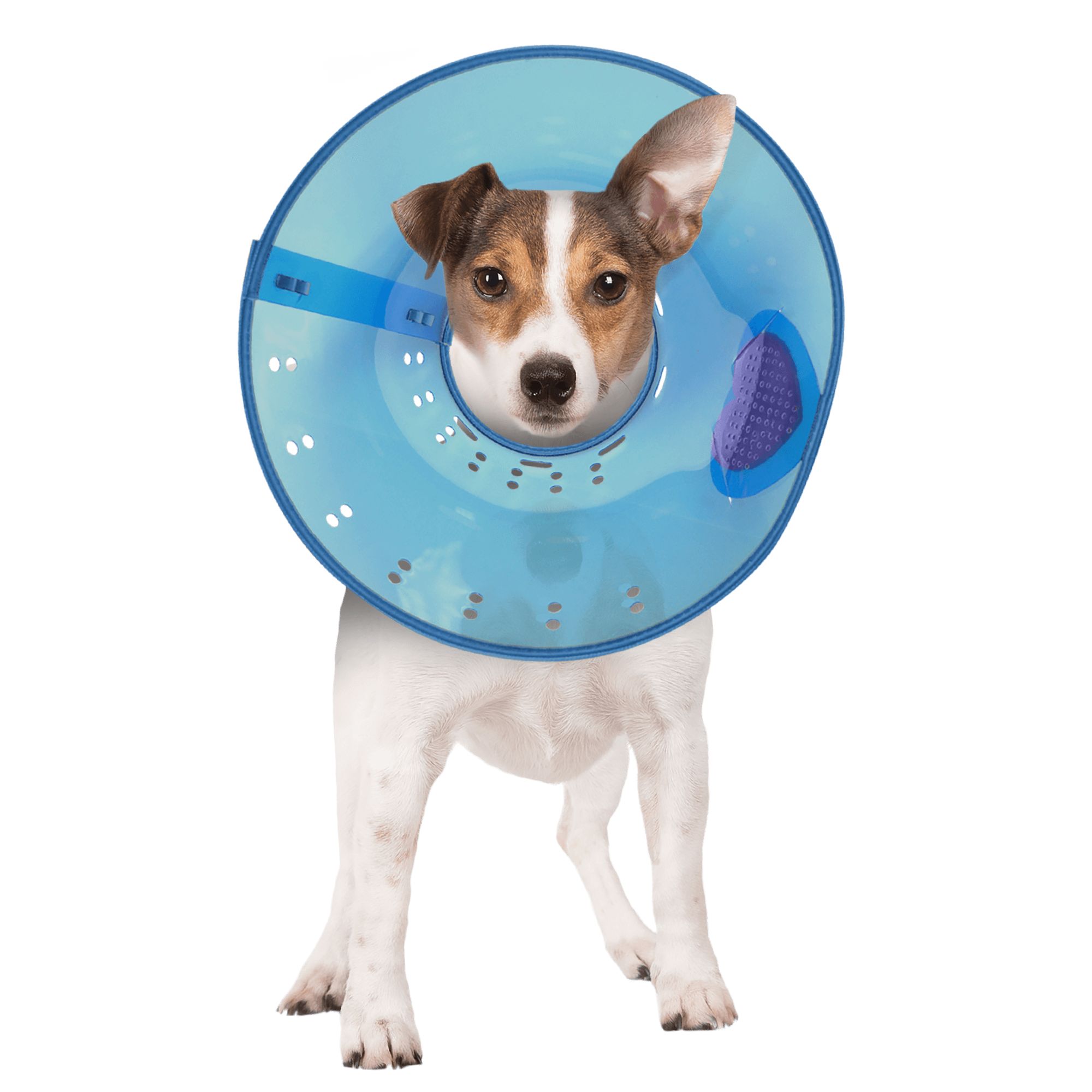 Calming E-Collar | dog Collars | PetSmart