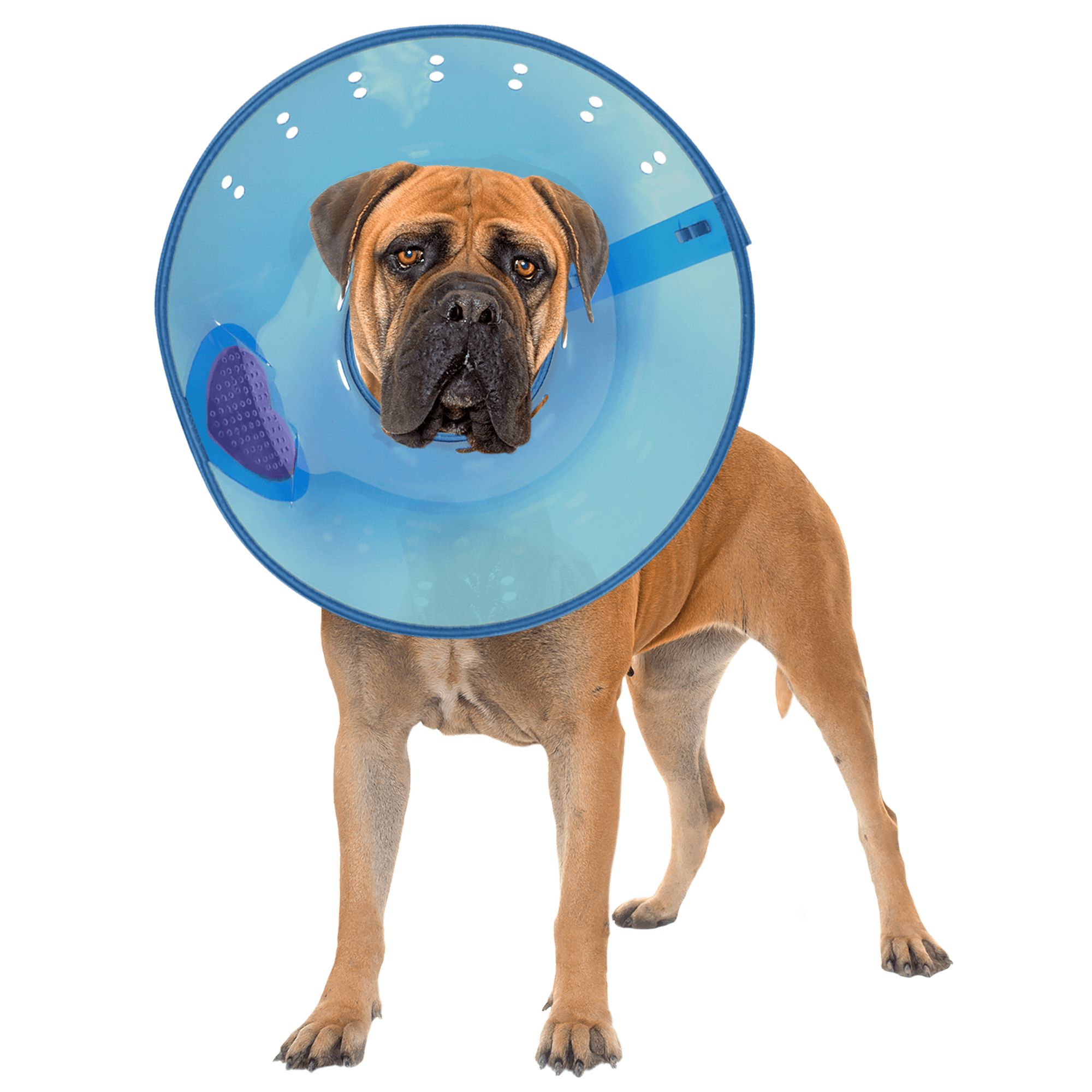 alternative to dog cone petsmart