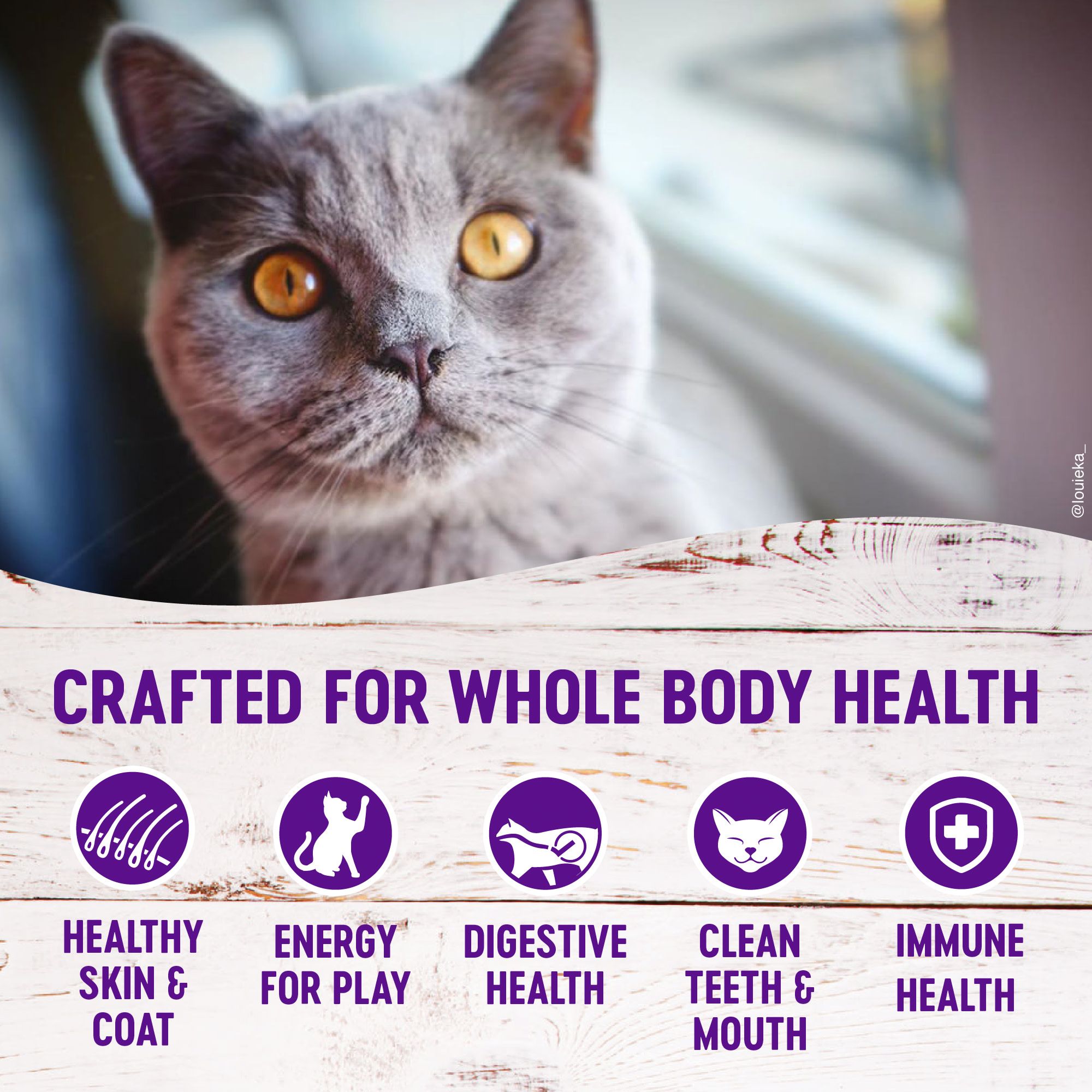 wellness complete health kitten