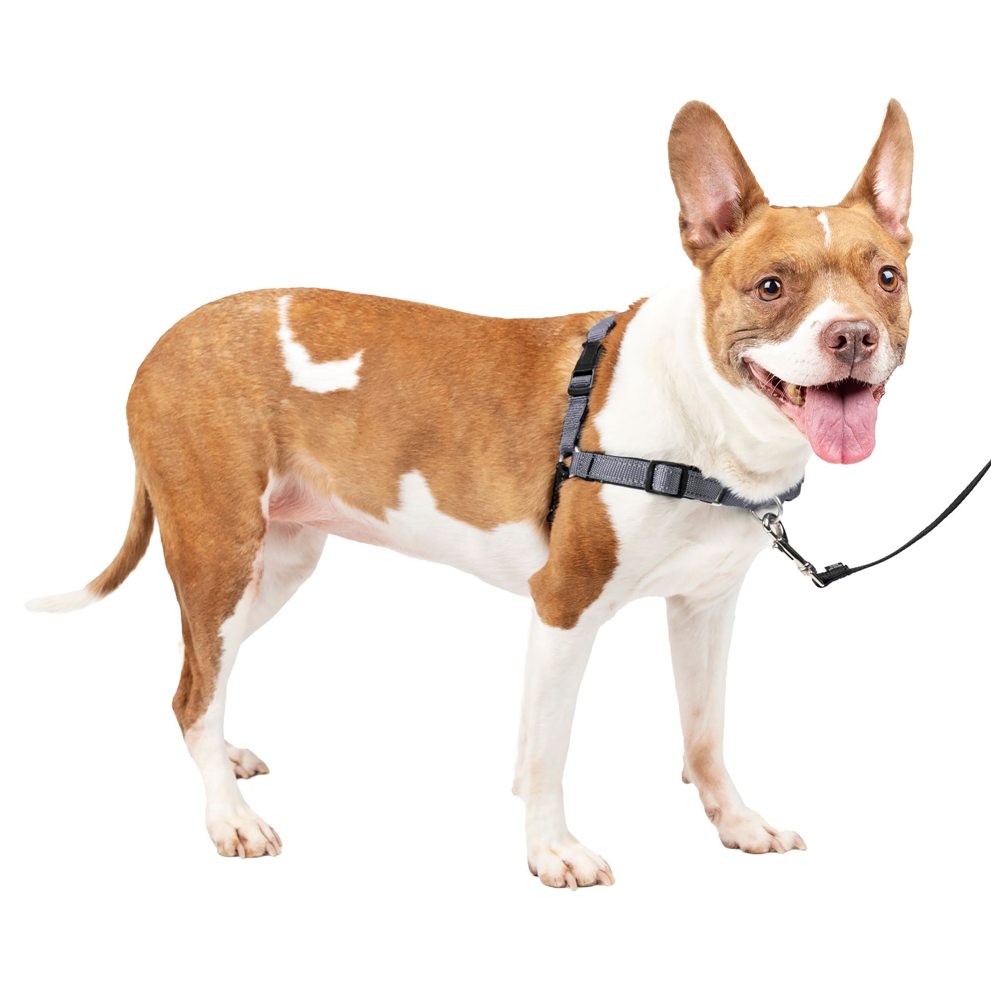 PetSafe® Deluxe Easy Walk Dog Harness dog Harnesses PetSmart