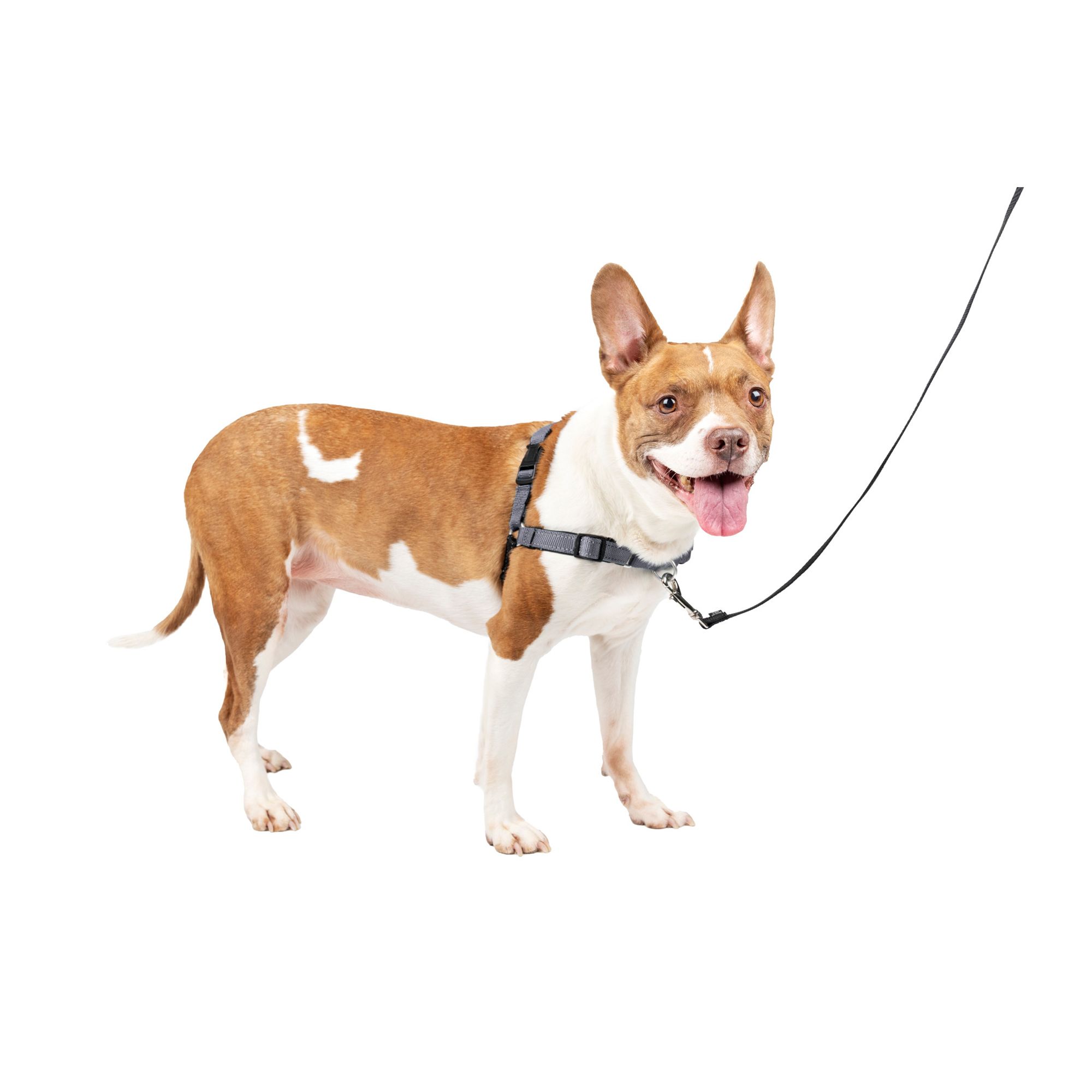 Petsafe deluxe easy walk harness hotsell