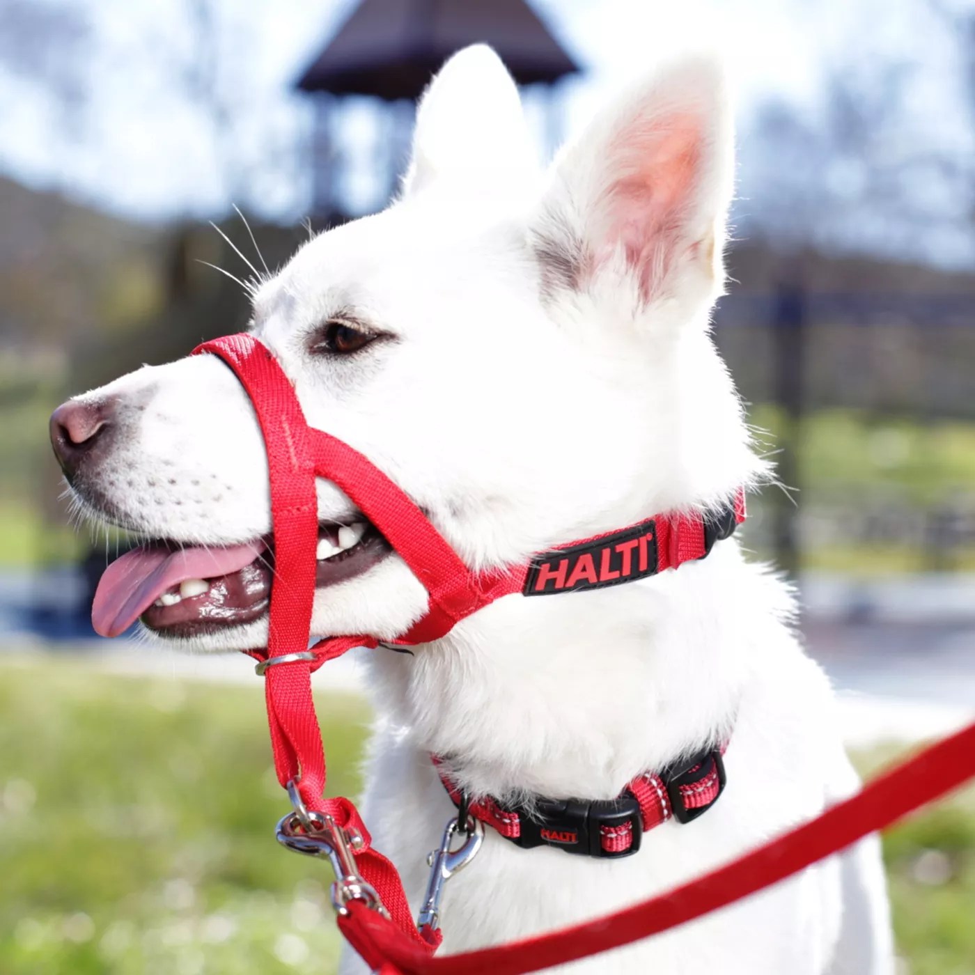 Gentle leader head collar petsmart best sale