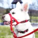 Product Halti® Training Dog Head Collar