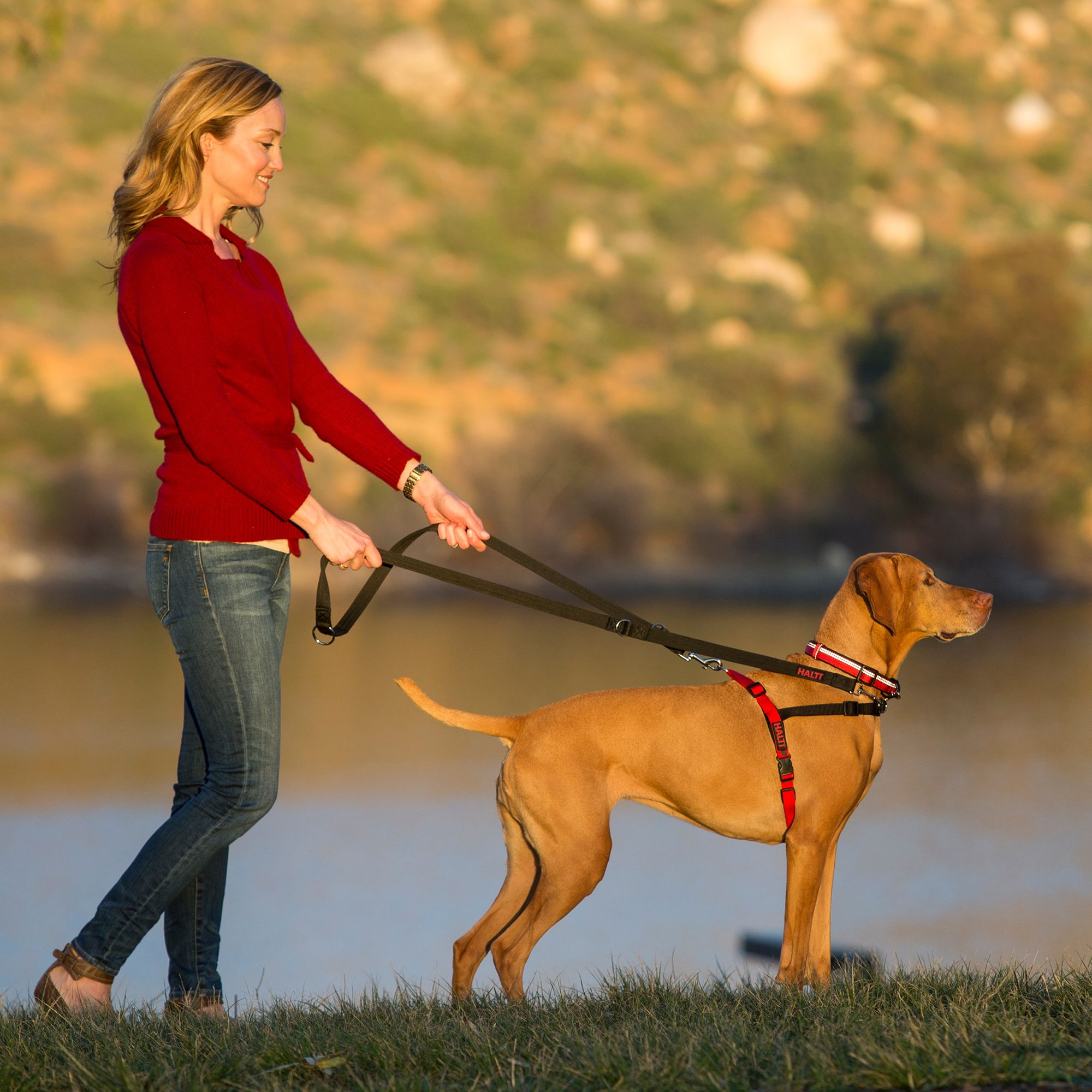 pet dog leash