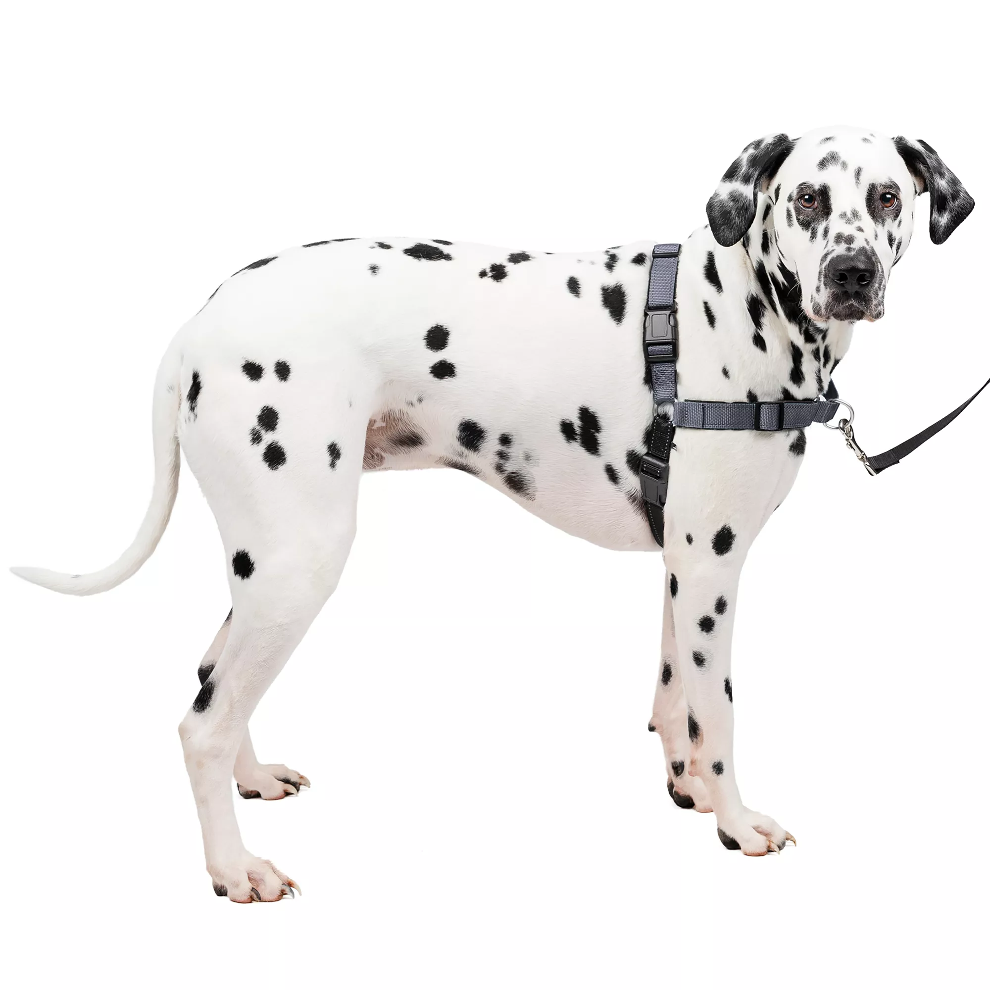 PetSafe® Easy Walk Deluxe Dog Harness - No Pull Dog Harness