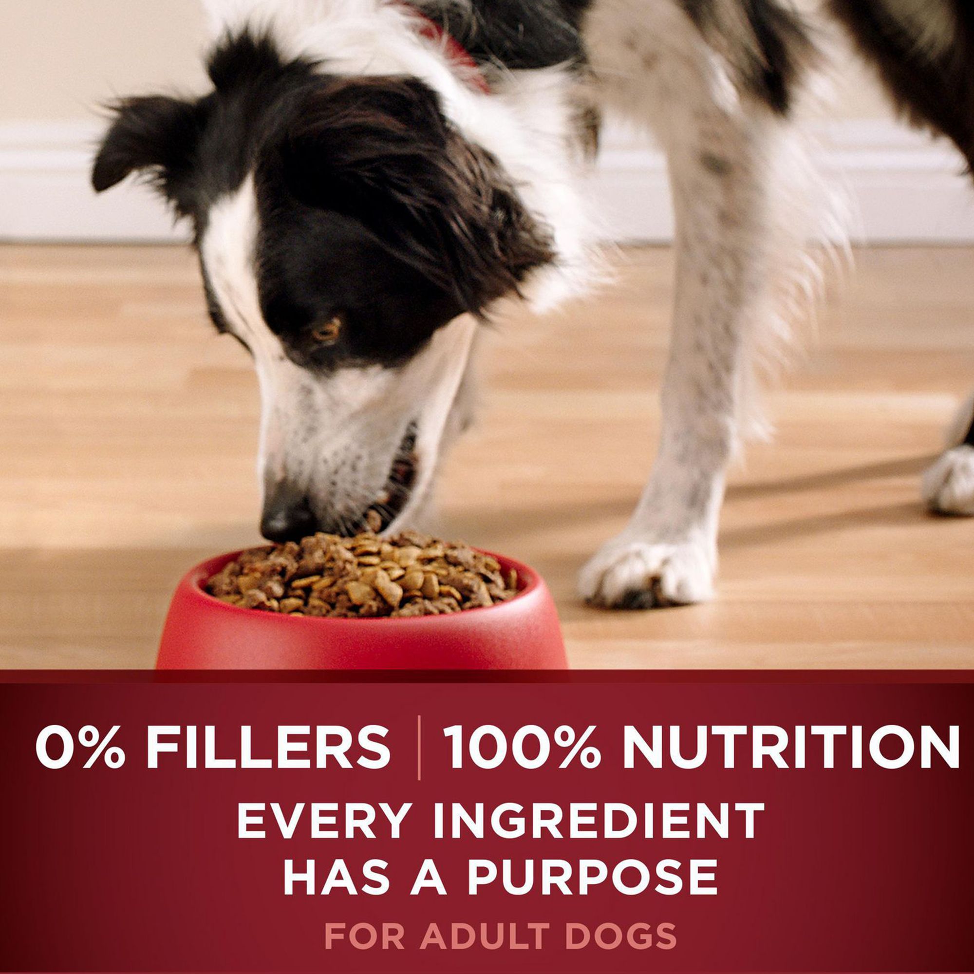 purina one dog food rating