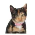 Whisker City® Breakaway Kitten Collar image thumbnail 2