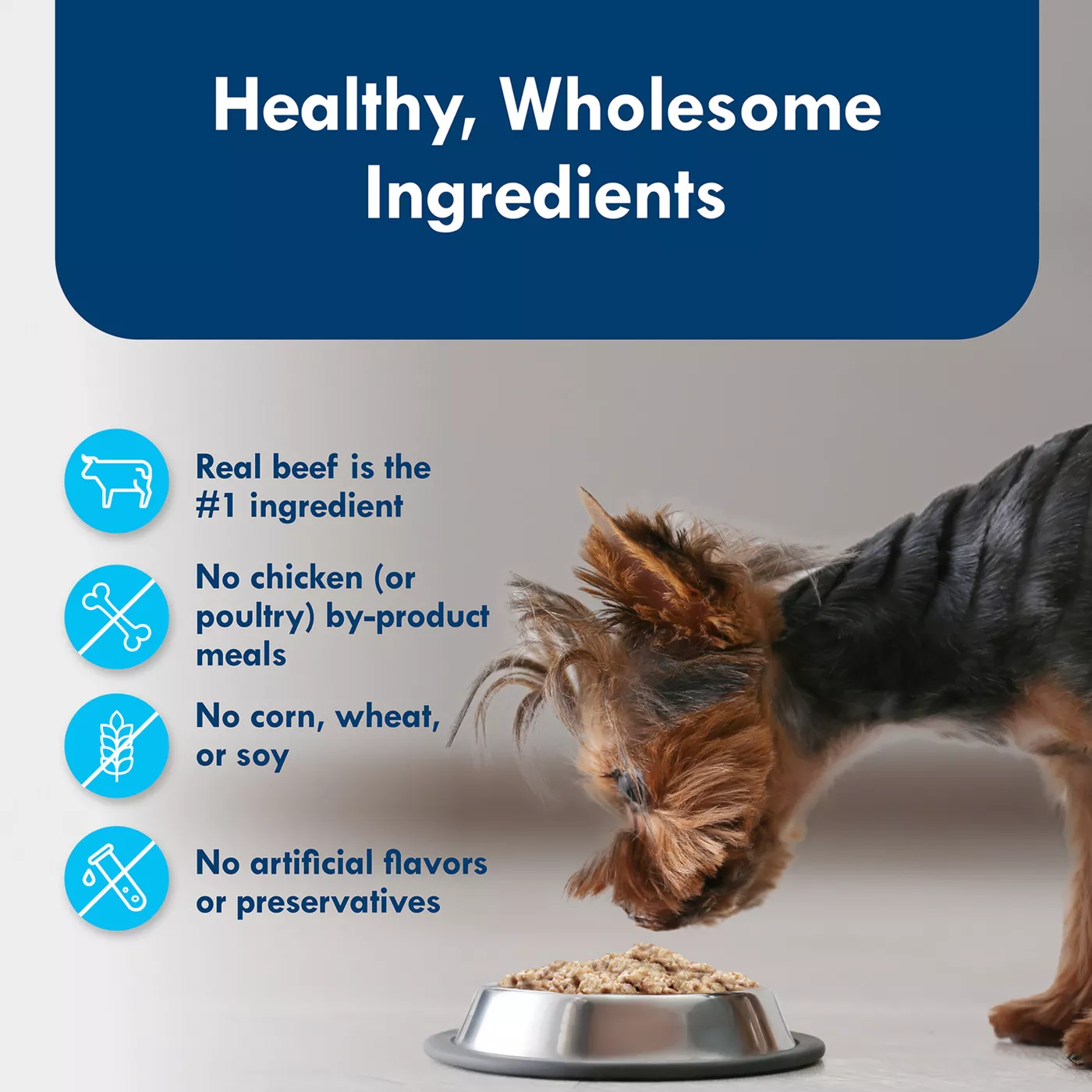 Can Pet Birds Eat Dog Food?: The Surprising Truth Revealed