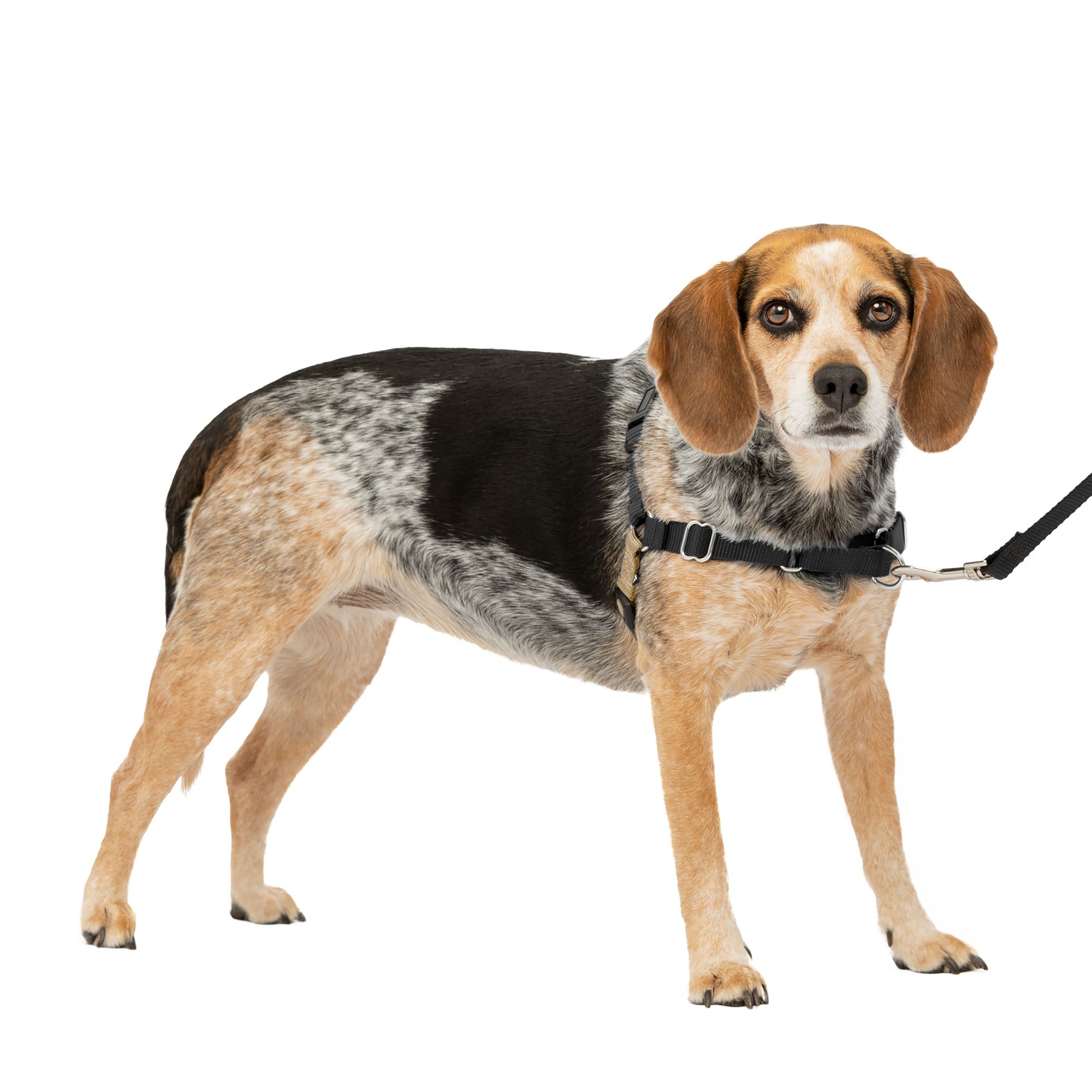 PetSafe® Easy Walk Dog Harness dog Harnesses PetSmart