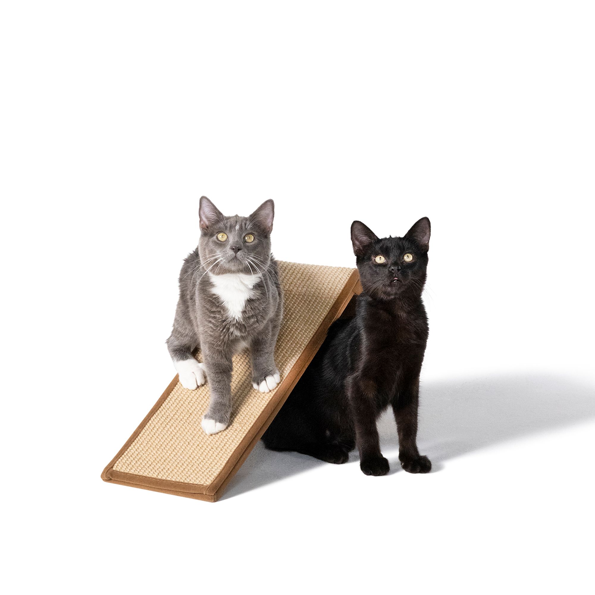 Ramp cat best sale