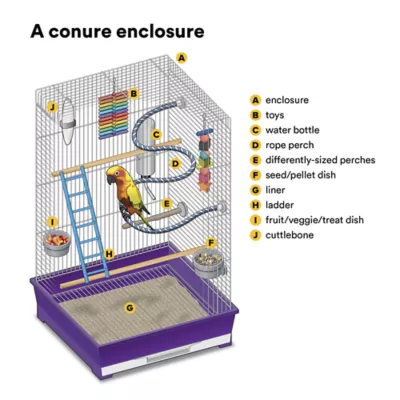 Assorted Fancy Conure - Image 3