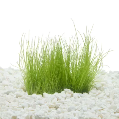 Product Top Fin® Miniature Dwarf Hairgrass