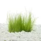 Product Top Fin® Miniature Dwarf Hairgrass