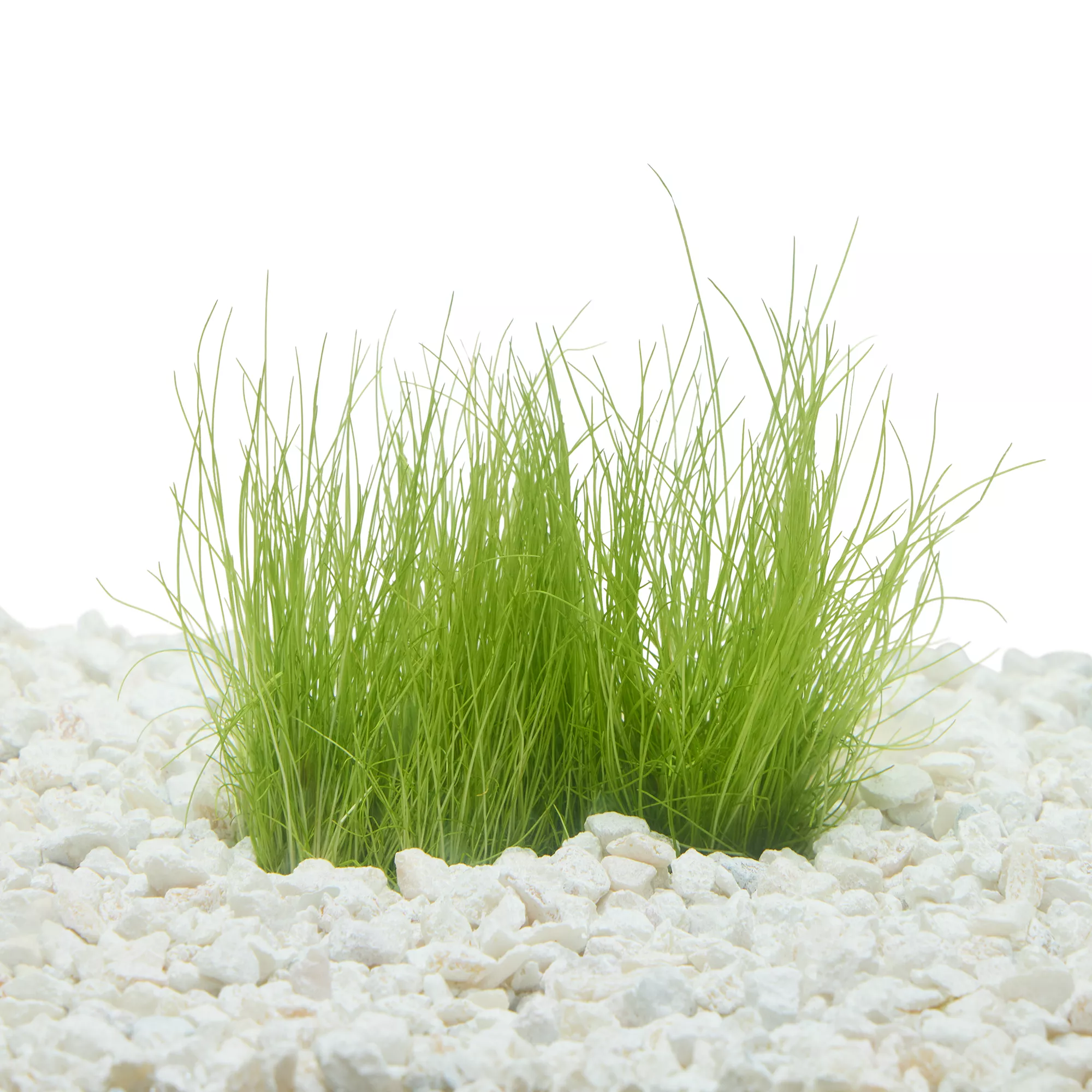 Top Fin® Miniature Dwarf Hairgrass