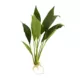 Product Top Fin® Anubias
