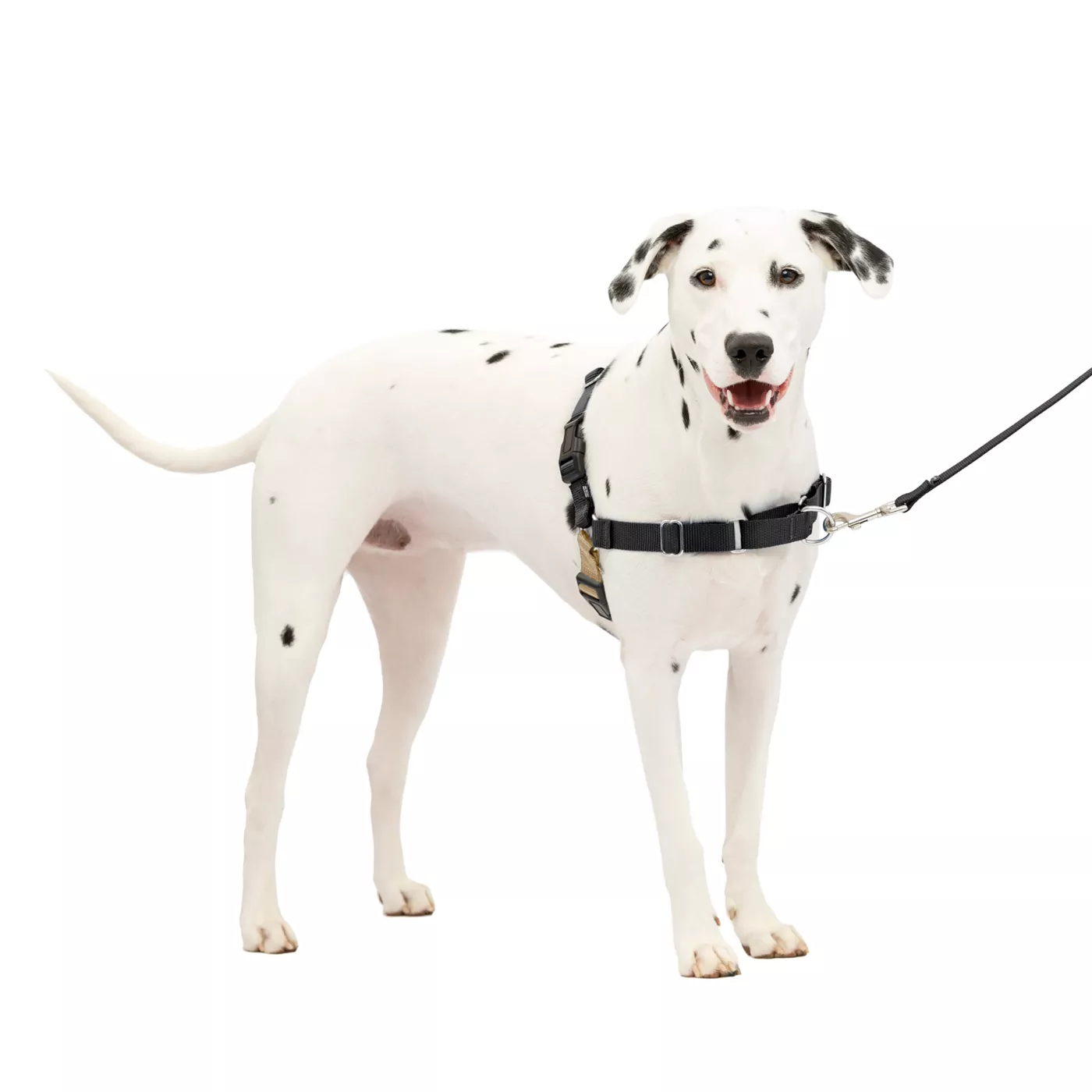 Dog leashes for dogs that pull best sale