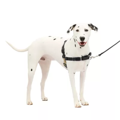 Petsafe harness how to put on best sale