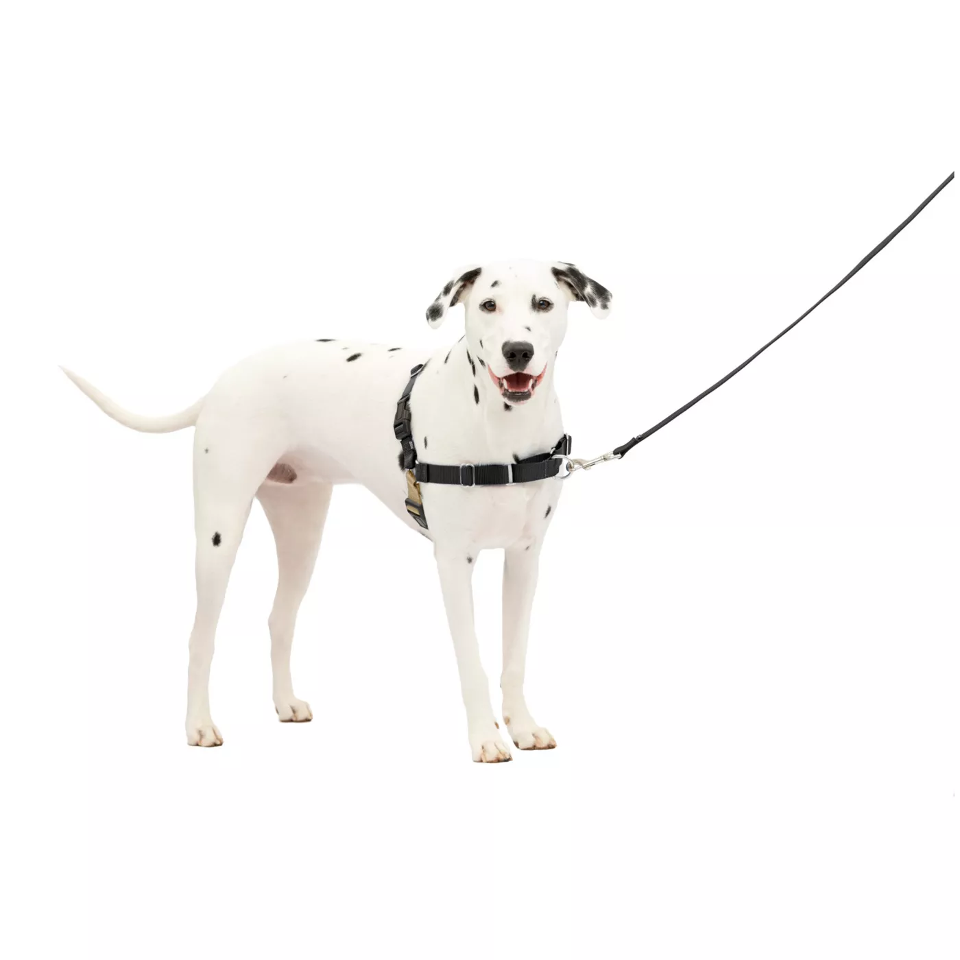 Easy walk harness and leash hotsell