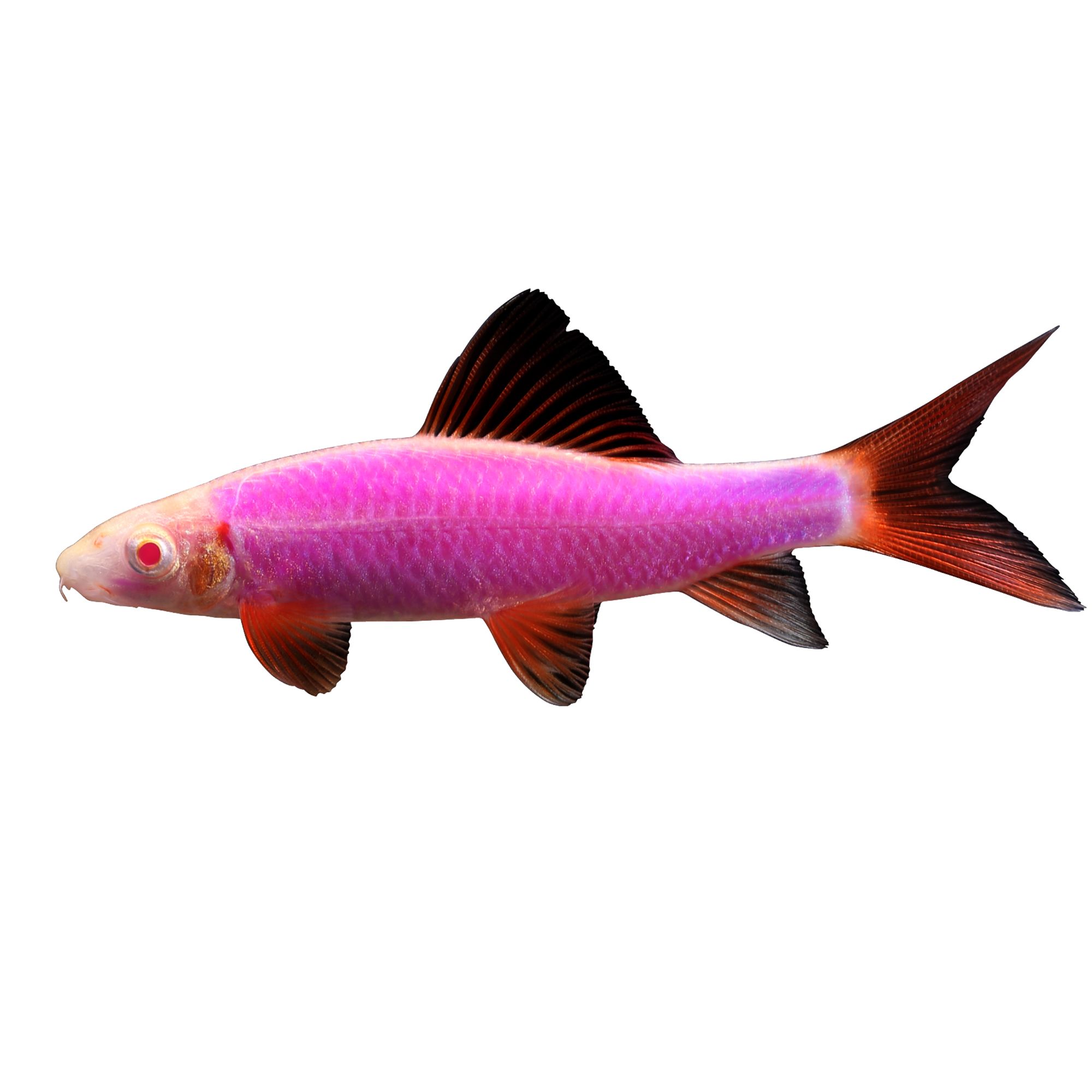 GloFish® Galactic Purple Shark | fish 