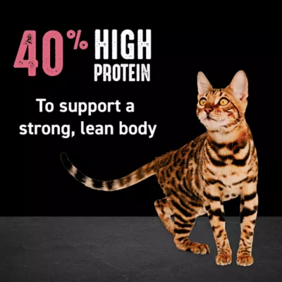 Product Crave™ High Protein Indoor Adult Dry Cat Food - Grain Free, Chicken & Salmon