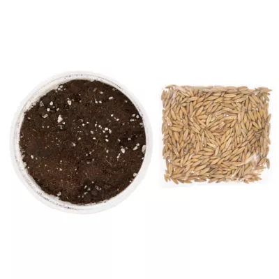 Product Whisker City® Cat Grass Kit