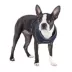 Puppia® Soft Adjustable Over-the-Head Mesh Dog Harness image thumbnail 3