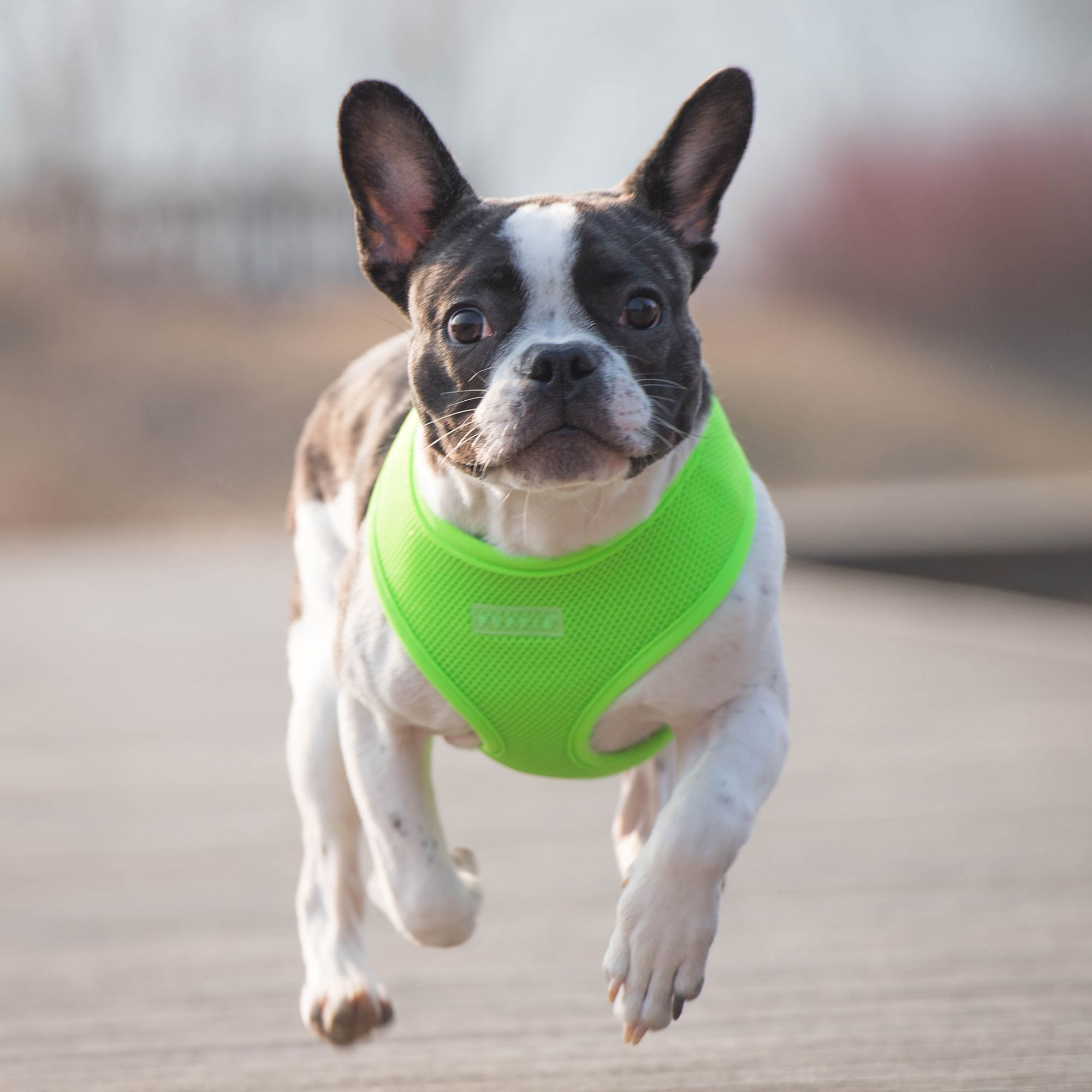 Puppia neon harness best sale