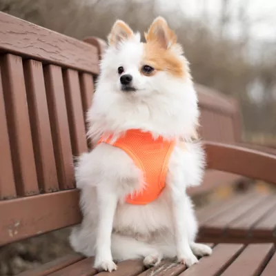 Product Puppia® Neon Soft Over-the-Head Dog Harness
