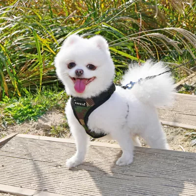 Puppia® RiteFit Over-the-Head Dog Harness - Image 3