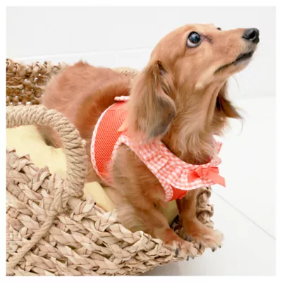 Puppia® Vivien Ruffle Vest Dog Harness - Image 3