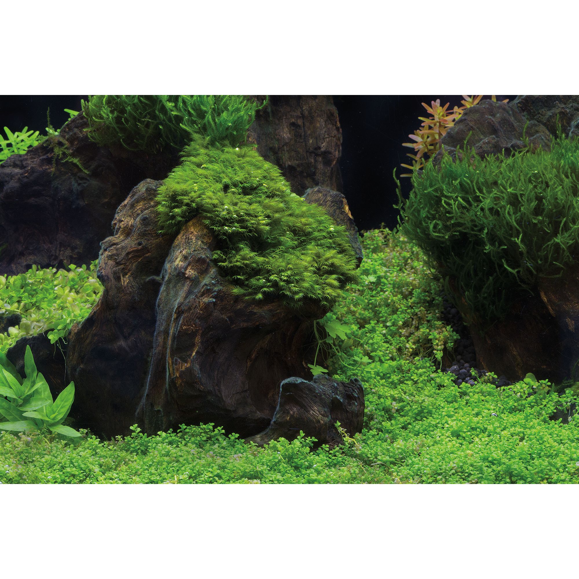 Top Fin Plants Aquascape Reversible Aquarium Background Fish Backgrounds Petsmart