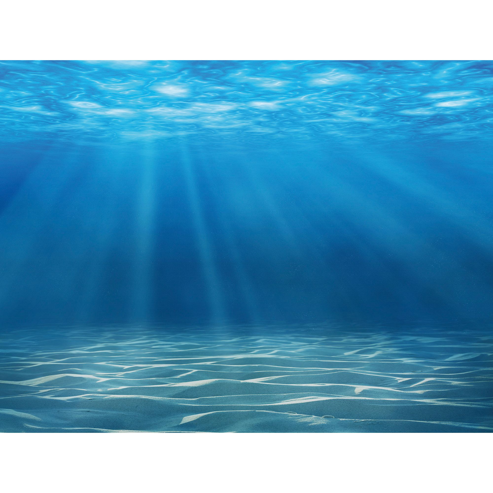 Top Fin Ocean Floor Aquarium Background Fish Backgrounds Petsmart