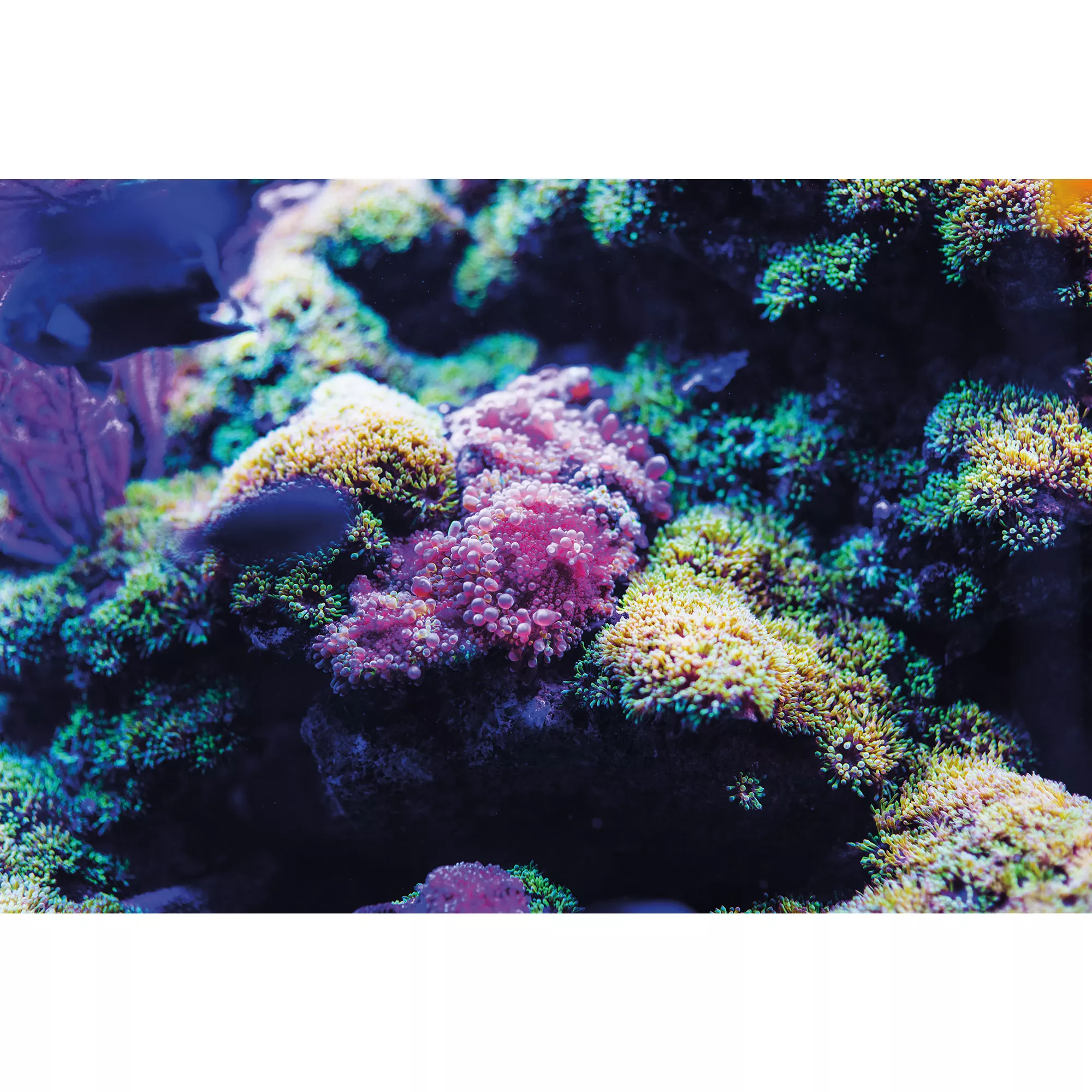 Top Fin® Coral Stags & Reef Reversible Aquarium Background