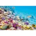 Top Fin® Coral Stags & Reef Reversible Aquarium Background image thumbnail 2