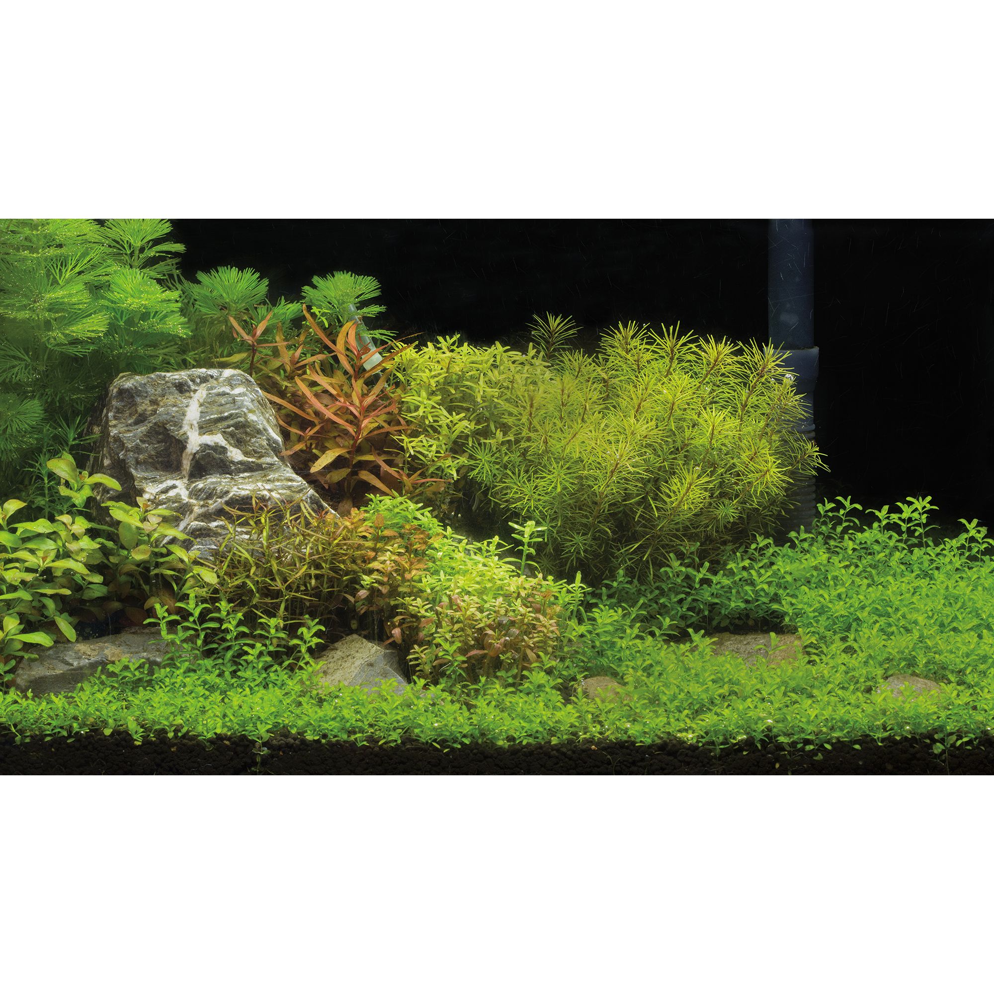 Aquarium Backgrounds for Fish Tanks | PetSmart