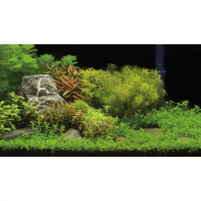 Product Top Fin® Underwater Garden & Riverbed Reversible Aquarium Background